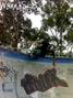foto de skate